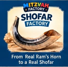 Shofar Factory: from real ram's horn to a real shofar
